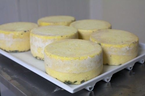 Comboyne Culture Cheese, Thone River Blue