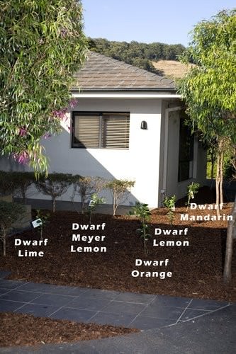 Dwarf Citrus Trees