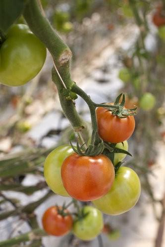 Ricardoes Tomatoes, vine ripened tomatoes