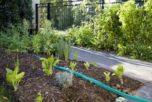 Vegetable Garden