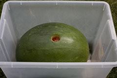 Watermelon Punch-2
