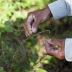 Asparagus Tips Bush Tukka