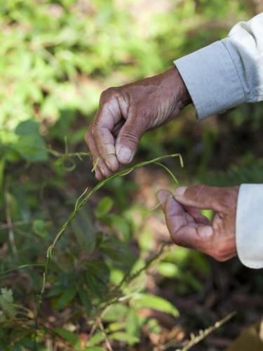 Asparagus Tips Bush Tukka