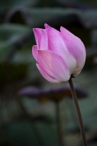 Balinese Lotus Flower