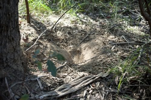 Animal Burrow Bush Tour