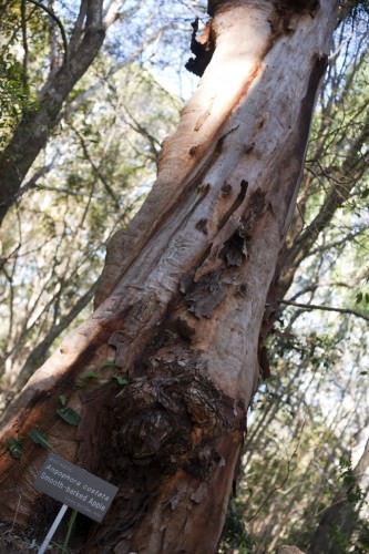 Bush Apple Tree