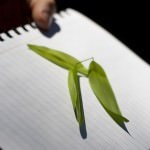 Bush Tukka Leaves