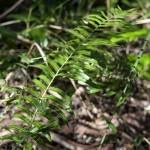 Bush Tukka Fern