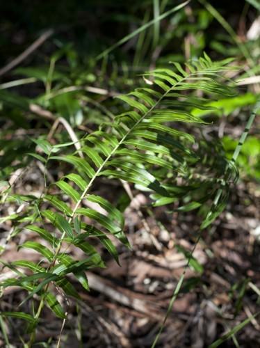 Bush Tukka Fern