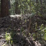 Bush Turkey Nest