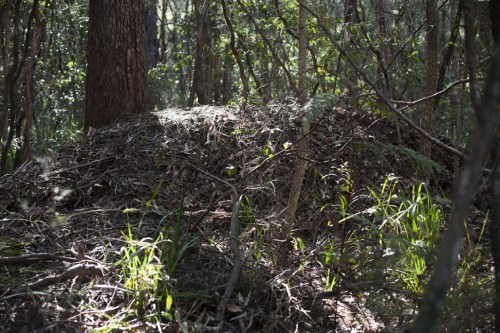 Bush Turkey Nest