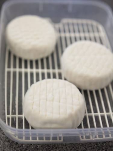 Camembert growing white mould