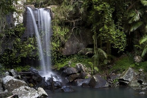Gold Coast Hinterland -Curtis Falls