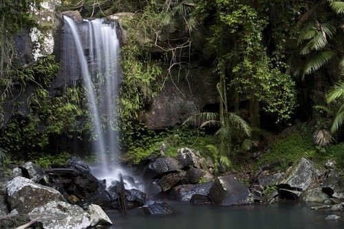 Gold Coast Hinterland -Curtis Falls 