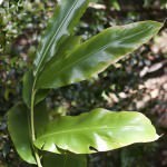 Native Ginger Leaf