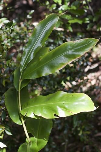 Native Ginger Leaf