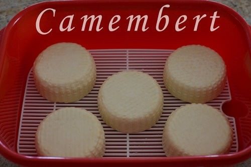Homemade Camembert
