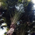 Palm on the Bush Tukka Tour