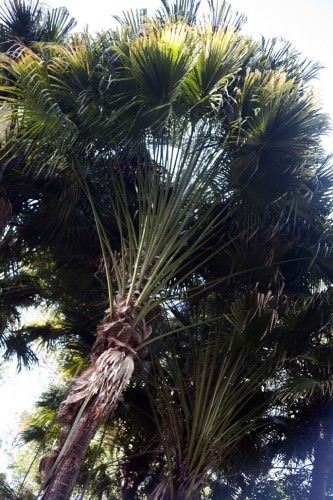 Palm on the Bush Tukka Tour