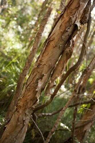 Paper Bark for Cooking