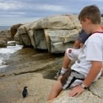 Penguin Colony at Bicheno