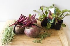 Preserving Beetroot