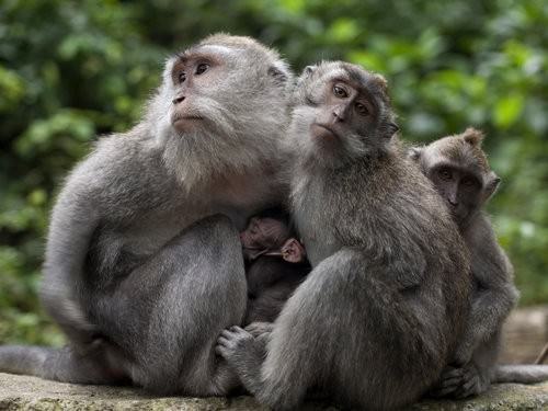 Ubud Monkey forest