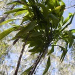 Walking Stick Plant