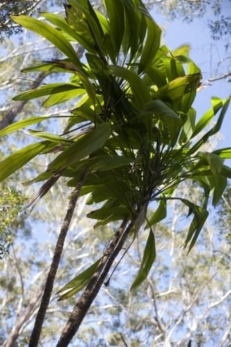 Walking Stick Plant