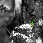 Butterfly on Sarah Island