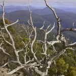 View from Mt Wellington