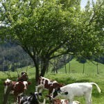 Tasmanian Cows