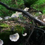 Dismal Swamp Mushrooms