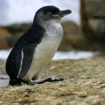 Penguin Colony at Bicheno
