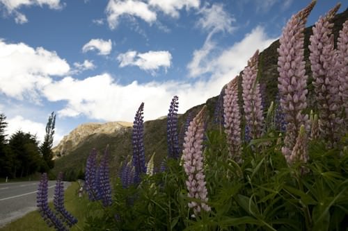 Wildflowers