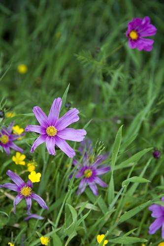 Hobbiton Purple Flowers in the grass Hobbiton Purple Flowers in the grass