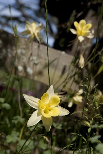 daffodils bloom hobbiton Hobbiton yellow flowers in bloom