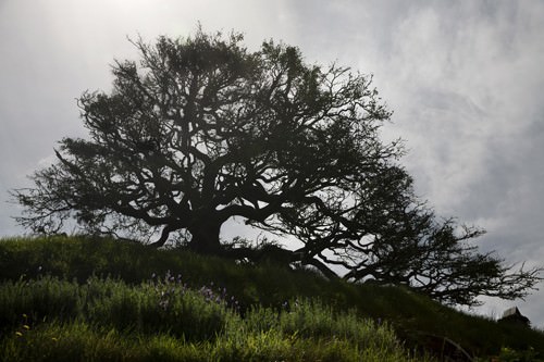 Silhouetted Tree Hobbiton Silhouetted Tree