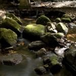 Mosman Gorge Image