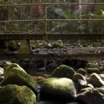 Mosman Gorge rainforest image