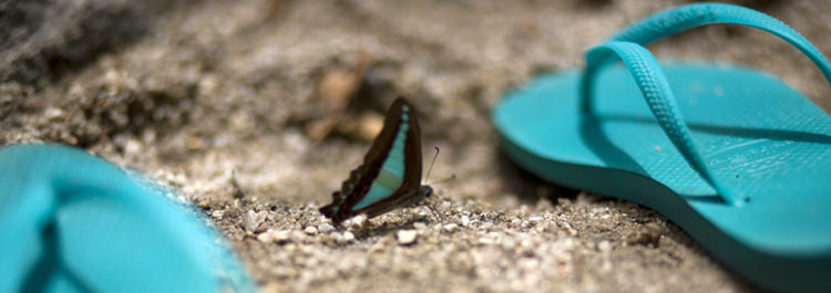 Ulysses butterfly at Mosman Gorge