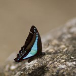 Ulysses Butterfly on a rock