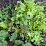 Gourmet-Kitchen-Garden