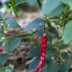 Gourmet-kitchen-garden