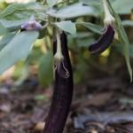 Gourmet-Kitchen-Garden