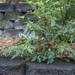 Gourmet-Ktchen-Garden