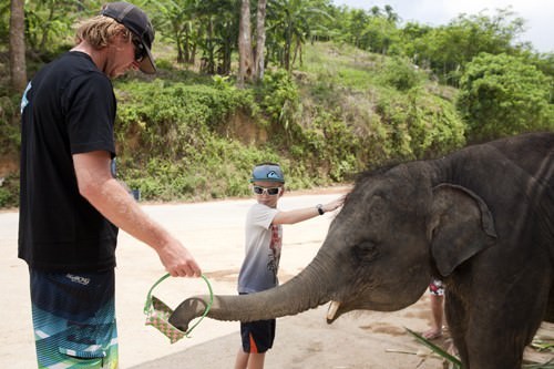 Thai Elephant feeding