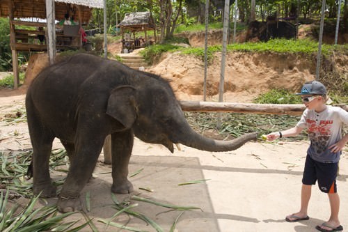 Feeding Baby Elephant