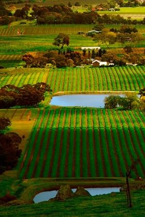 Henschke Vineyard Barossa Henschke Vineyard Barossa