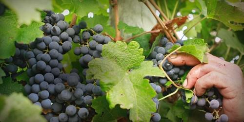 St Halletts Vineyard - Grape Image